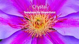  Presentation with spring - Theme enhanced with freshly-bloomed-spring-flowers background and a  colored foreground