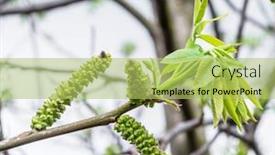  Presentation with walnut - Slide deck with freshly-burst-leaves-of-walnut background and a yellow colored foreground