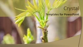  Presentation with walnut - PPT layouts consisting of freshly-burst-leaves-of-walnut background and a yellow colored foreground