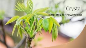  Presentation with walnut - Colorful PPT layouts enhanced with freshly-burst-leaves-of-walnut backdrop and a mint green colored foreground