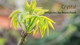  Presentation with walnut - Slides having freshly-burst-leaves-of-walnut background and a yellow colored foreground