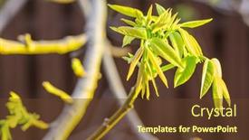  Presentation with walnut - PPT theme enhanced with freshly-burst-leaves-of-walnut background and a tawny brown colored foreground