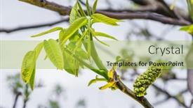  Presentation with walnut - Amazing slides having freshly-burst-leaves-of-walnut backdrop and a yellow colored foreground