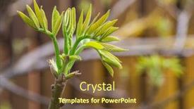  Presentation with walnut - Audience pleasing PPT layouts consisting of freshly-burst-leaves-of-walnut backdrop and a tawny brown colored foreground