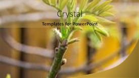  Presentation with spring tree - Beautiful presentation theme featuring freshly-burst-leaves-of-walnut backdrop and a yellow colored foreground