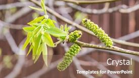  Presentation with spring tree - Colorful PPT theme enhanced with freshly-burst-leaves-of-walnut backdrop and a violet colored foreground