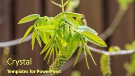  Presentation with walnut - PPT layouts having freshly-burst-leaves-of-walnut background and a tawny brown colored foreground