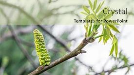  Presentation with spring tree - Audience pleasing slides consisting of freshly-burst-leaves-of-walnut backdrop and a soft green colored foreground