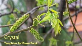  Presentation with walnut - Presentation theme having freshly-burst-leaves-of-walnut background and a tawny brown colored foreground