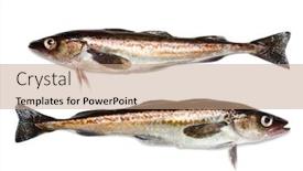 Presentation with freshly caught anchovy fishes engroulis - Colorful PPT layouts enhanced with freshly-caught-alaska-pollock-fish backdrop and a coral colored foreground