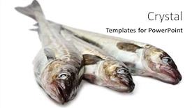  Presentation with fish - Slides having freshly-caught-alaska-pollock-fish background and a white colored foreground