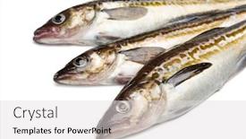  Presentation with freshly caught anchovy fishes engroulis - Cool new PPT theme with freshly-caught-alaska-pollock-fish backdrop and a light gray colored foreground