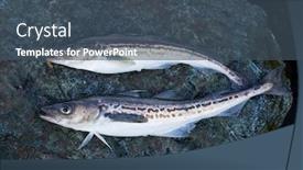  Presentation with fish - PPT theme enhanced with freshly-caught-fish-alaska-pollock background and a ocean colored foreground