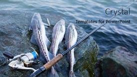  Presentation with freshly caught anchovy fishes engroulis - PPT layouts with freshly-caught-fish-alaska-pollock background and a light blue colored foreground