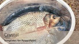  Presentation with fish beach - PPT theme featuring freshly caught fish in bowl on beach closeup background and a soft green colored foreground