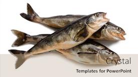  Presentation with isolation - Cool new PPT layouts with freshly caught sea fish arabesque backdrop and a coral colored foreground