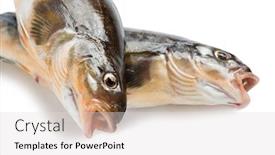  Presentation with isolation - Beautiful slide deck featuring freshly caught sea fish arabesque backdrop and a light gray colored foreground