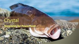  Presentation with sea - Presentation featuring freshly-caught-sea-fish-arabesque background and a tawny brown colored foreground