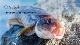  Presentation with sea - Audience pleasing slide deck consisting of freshly-caught-sea-fish-arabesque backdrop and a light blue colored foreground