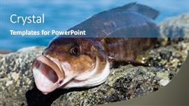  Presentation with sea - PPT theme featuring freshly-caught-sea-fish-arabesque background and a teal colored foreground