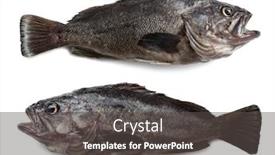  Presentation with fishes - Colorful slide set enhanced with freshly caught sea fishes hildendorf bass 37 cm long is found in the seas of the far east isolation on a white background backdrop and a dark gray colored foreground