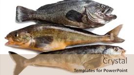  Presentation with fishes - Slides having fishes hildendorf bass and arabesque background and a coral colored foreground