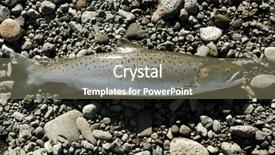  Presentation with trout - Beautiful slides featuring river fish lies - freshly caught trout lying backdrop and a gray colored foreground