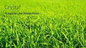  Presentation with green lawn - Presentation design featuring freshly-cut-green-lawn background and a gold colored foreground