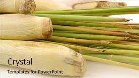  Presentation with lemon grass - Slide deck consisting of freshly cut lemon grass sereh on a white background background and a coral colored foreground