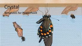 Presentation with butterfly - Theme enhanced with freshly eclosed pipevine swallowtail butterfly background and a coral colored foreground
