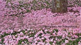  Presentation with base - Beautiful presentation theme featuring freshly fallen cherry blossoms at the base of a mature cherry tree in spring backdrop and a coral colored foreground