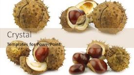  Presentation with shells - PPT theme featuring freshly-fallen-chestnuts-aesculus-hippocastanum background and a coral colored foreground