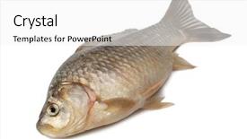  Presentation with colorful fancy carp fish koi - Presentation having freshly fish crucian carp carassius background and a white colored foreground