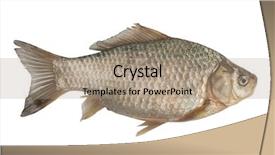  Presentation with freshwater fish - Cool new presentation theme with freshly freshwater fish crucian carp backdrop and a coral colored foreground