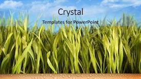  Presentation with grown - Colorful PPT theme enhanced with freshly grown grass in large backdrop and a light blue colored foreground