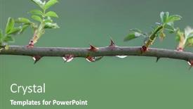  Presentation with grown - Beautiful PPT theme featuring freshly-grown-leaves-on-rose backdrop and a seafoam green colored foreground