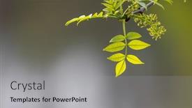  Presentation with grown - 