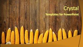  Presentation with corn - Presentation having freshly harvested corn on rustic background and a tawny brown colored foreground