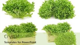  Presentation with lettuce - Slide set featuring freshly-harvested-green-curly-lettuce background and a yellow colored foreground