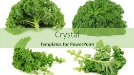  Presentation with cabbage - Audience pleasing slides consisting of freshly-harvested-kale-cabbage backdrop and a yellow colored foreground