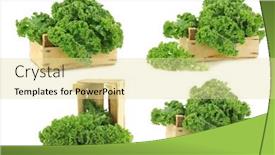  Presentation with cabbage - Audience pleasing PPT theme consisting of freshly-harvested-kale-cabbage backdrop and a blonde colored foreground