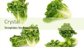  Presentation with lettuce - Presentation theme consisting of freshly-harvested-little-gem-lettuce background and a blonde colored foreground