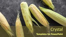  Presentation with sweet corn - Audience pleasing slides consisting of freshly-harvested-sweet-corn-cobs backdrop and a tawny brown colored foreground