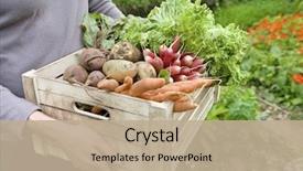  Presentation with lettuce in the vegetable garden - Colorful PPT layouts enhanced with freshly harvested vegetables in garden backdrop and a mint green colored foreground