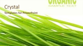  Presentation with organic - PPT theme consisting of freshly harvested young green barley background and a cream colored foreground