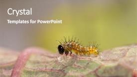  Presentation with caterpillar - Amazing PPT layouts having freshly hatched gulf fritillary butterfly backdrop and a coral colored foreground