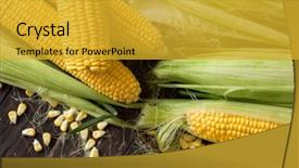  Presentation with corn - Amazing slides having freshly healthy harvested organic corn backdrop and a gold colored foreground