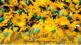  Presentation with dandelion - Slide deck with freshly-picked-dandelion-flowers-health background and a gold colored foreground