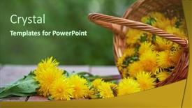  Presentation with dandelion - Cool new presentation design with freshly-picked-dandelion-flowers backdrop and a tawny brown colored foreground