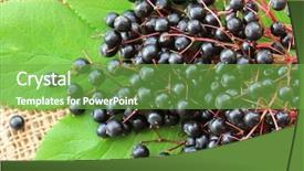  Presentation with fruit - Amazing slide set having freshly picked elderberry fruit also called elder focusing on sambucus berries on the leaves on grain sack fabric backdrop and a seafoam green colored foreground